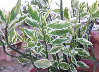 Devils Backbone Plant: Growing Simple As Hell Devils Backbone Plant