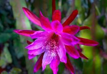 Epiphyllum Growing: Epiphyllum Value Information Epiphyllum