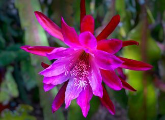Epiphyllum Growing: Epiphyllum Value Information Epiphyllum