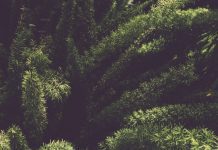 Foxtail Fern: Neither Asparagus Nor Ferns Foxtail Fern