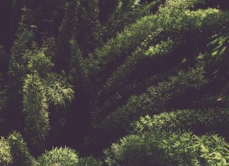 Foxtail Fern: Neither Asparagus Nor Ferns Foxtail Fern