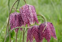 Fritillaria: 22 Great Cultivars Of Fritillaria Fritillaria