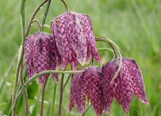 Fritillaria: 22 Great Cultivars Of Fritillaria Fritillaria