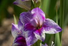 Gladiolas Information And 4 Tips On Growing Gladiolas