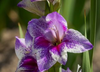 Gladiolas Information And 4 Tips On Growing Gladiolas