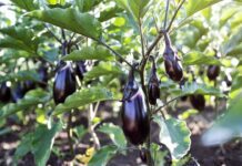 Growing Eggplant: Planting, Care, Containers, Harvest & Pest Tips Purple eggplants growing on healthy green plants in a sunny vegetable garden