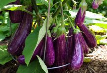 Growing Eggplant: 6 Easy Growing Tips Growing Eggplant