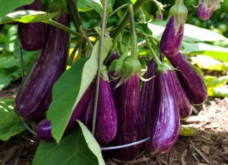 Growing Eggplant: 6 Easy Growing Tips Growing Eggplant