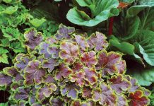 Heucherella Plant: Heucherella Plant Grow Tips Heucherella