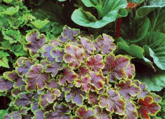 Heucherella Plant: Heucherella Plant Grow Tips Heucherella