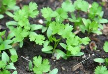 How To Grow Cilantro In 6 Easy Steps How to Grow Cilantro