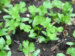 How To Grow Cilantro In 6 Easy Steps How to Grow Cilantro