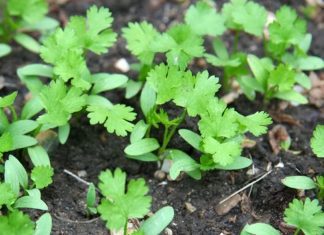 How To Grow Cilantro In 6 Easy Steps How to Grow Cilantro