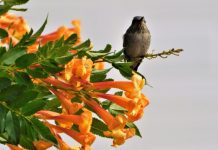 Hummingbird Plant – How to Grow Dicliptera Hummingbird Bush