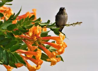 Hummingbird Plant – How to Grow Dicliptera Hummingbird Bush
