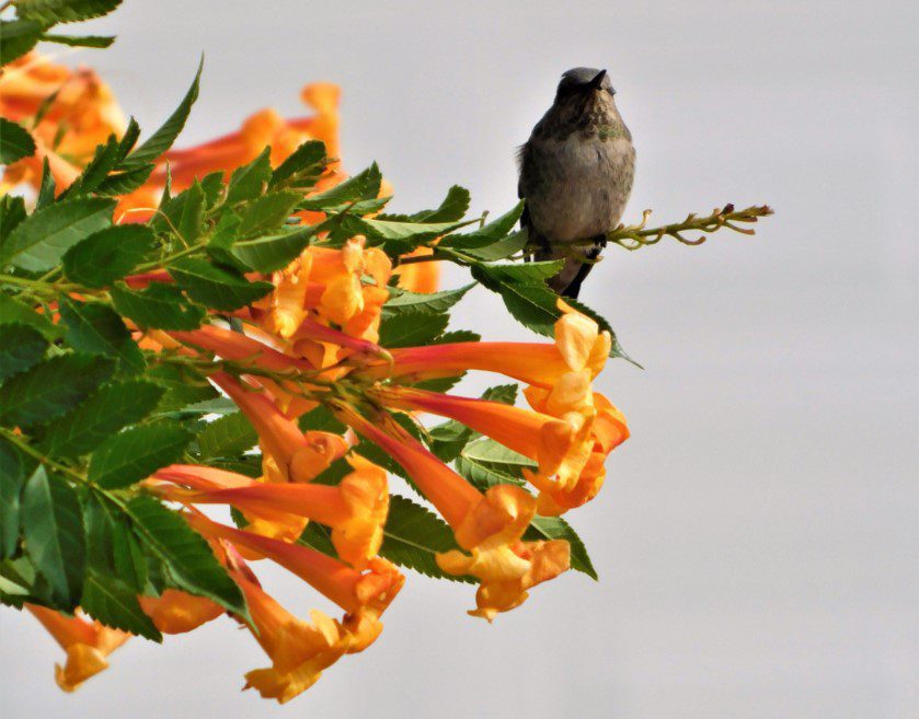 Hummingbird Bush