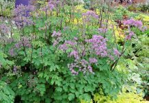 Meadow Rue – Thalictrum Meadow Rue Plants Meadow rue - Thalictrum