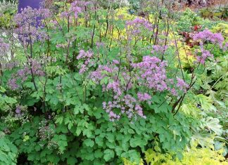 Meadow Rue – Thalictrum Meadow Rue Plants Meadow rue - Thalictrum