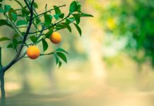 Orange Trees – How to Grow And Care Orange Trees Orange Trees