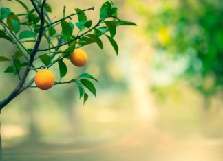 Orange Trees – How to Grow And Care Orange Trees Orange Trees