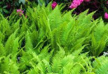 Ostrich Fern: Delicate And Durable Fern Ostrich Fern