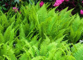 Ostrich Fern: Delicate And Durable Fern Ostrich Fern