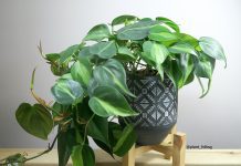 Philodendron Brasil: Brasil Heart-Leaf Philodendron Philodendron Brasil