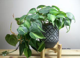 Philodendron Brasil: Brasil Heart-Leaf Philodendron Philodendron Brasil