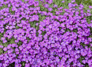 Rock Cress: Perfect Rock Garden Plant