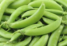 Sugar Snap Peas: Simple Growing Tips Sugar Snap Peas