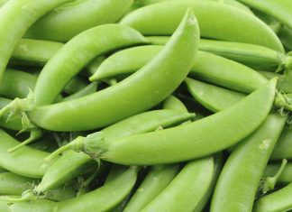 Sugar Snap Peas: Simple Growing Tips Sugar Snap Peas