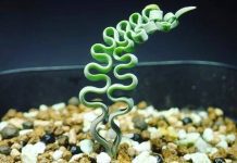Trachyandra – How To Grow Trachyandra Succulents Trachyandra