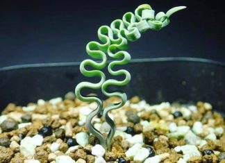 Trachyandra – How To Grow Trachyandra Succulents Trachyandra