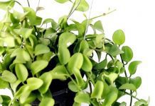 Dischidia – Care and Grow Simple Tips Dischidia Plant