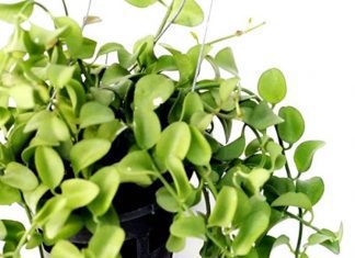 Dischidia – Care and Grow Simple Tips Dischidia Plant