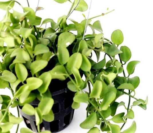 Dischidia – Care and Grow Simple Tips Dischidia Plant