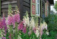 Foxglove Plants -Growing And Care Tips foxglove