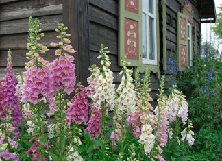 Foxglove Plants -Growing And Care Tips foxglove
