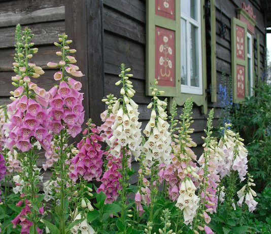 Foxglove Plants -Growing And Care Tips foxglove