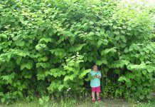 Japanese Knotweed – Worst Invasive Alien Species japanese knotweed