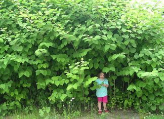 Japanese Knotweed – Worst Invasive Alien Species japanese knotweed