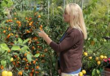 Cumquats – Interesting Facts About Kumquats