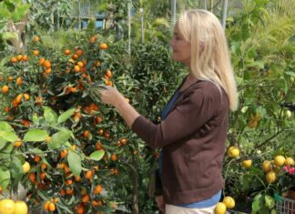 Cumquats – Interesting Facts About Kumquats