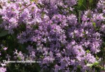 Creeping Thyme – 5 Easy Creeping Plants