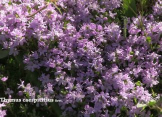 Creeping Thyme – 5 Easy Creeping Plants