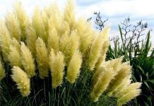 Pampas Grass: Plus 8 Extra Easy Grasses pampas grass
