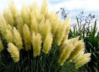 Pampas Grass: Plus 8 Extra Easy Grasses pampas grass