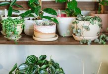 Peperomia Plants: Indoor Easy Planting Tips Peperomia