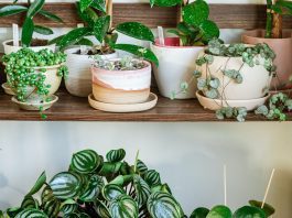 Peperomia Plants: Indoor Easy Planting Tips Peperomia