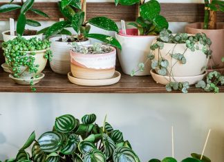 Peperomia Plants: Indoor Easy Planting Tips Peperomia